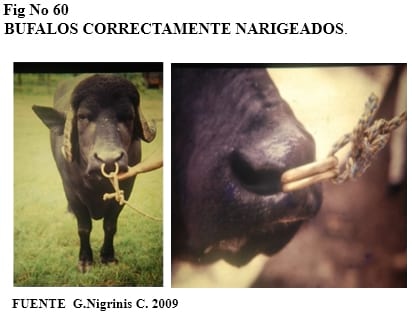 El bufalipso como animal de trabajo - Image 2