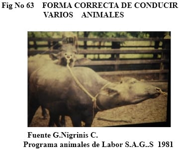 El bufalipso como animal de trabajo - Image 4