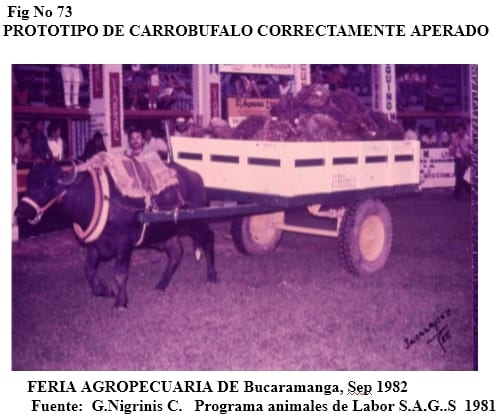 El bufalipso como animal de trabajo - Image 17