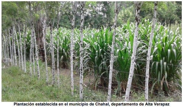 El Pasto Guatemala (Tripsacum laxum), una especie nativa que está recuperando espacios dentro del sector ganadero - Image 3