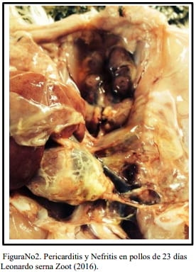 Infecciones por Mycoplasma Spp en las Aves. Por qué se presenta el bloqueo del sistema inmune - Image 2