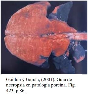 Catabolismo de los anticuerpos maternales y duración de la inmunidad vacunal de las bacterinas contra Mycoplasma Hyopneumoniae en cerdos - Image 1