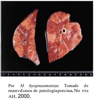 Catabolismo de los anticuerpos maternales y duración de la inmunidad vacunal de las bacterinas contra Mycoplasma Hyopneumoniae en cerdos - Image 2