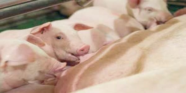 Uso de un suplemento nutricional en el intervalo destete celo sobre el rendimiento reproductivo de cerdas reproductoras hiperprolíficas - Image 2