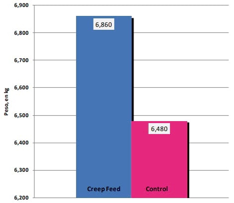 Efecto del Creep Feed en camadas estandarizadas a 12 lechones y destetados con 21 dias de vida - Image 3