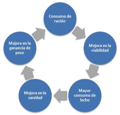 Efecto del Creep Feed en camadas estandarizadas a 12 lechones y destetados con 21 dias de vida - Image 4