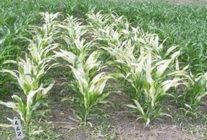 Evaluación exploratoria de alternativas para control químico de malezas gramíneas en sorgo granífero (Sorghum bicolor) - Image 6