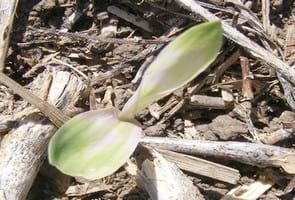 Evaluación exploratoria de alternativas para control químico de malezas gramíneas en sorgo granífero (Sorghum bicolor) - Image 3