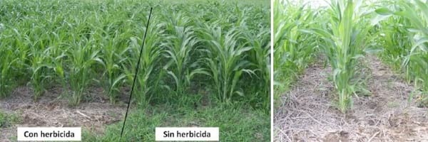 Evaluación exploratoria de alternativas para control químico de malezas gramíneas en sorgo granífero (Sorghum bicolor) - Image 8