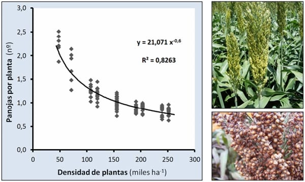 Relación entre la densidad de plantas y el numero de panojas a cosecha en sorgo granífero - Image 4
