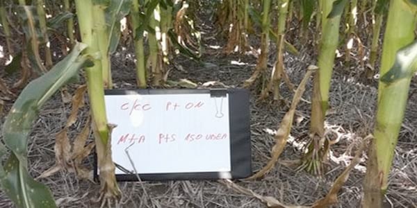 Los Cultivos de Cobertura como Alternativa en el Sistema de Producción Agrícola - Image 16