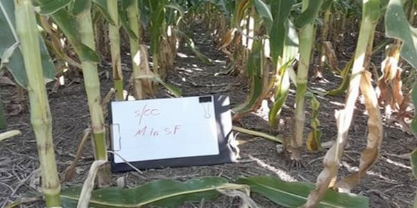 Los Cultivos de Cobertura como Alternativa en el Sistema de Producción Agrícola - Image 14