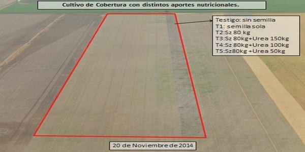 Los Cultivos de Cobertura como Alternativa en el Sistema de Producción Agrícola - Image 6