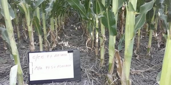 Los Cultivos de Cobertura como Alternativa en el Sistema de Producción Agrícola - Image 18