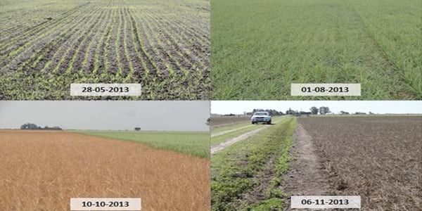 Los Cultivos de Cobertura como Alternativa en el Sistema de Producción Agrícola - Image 1