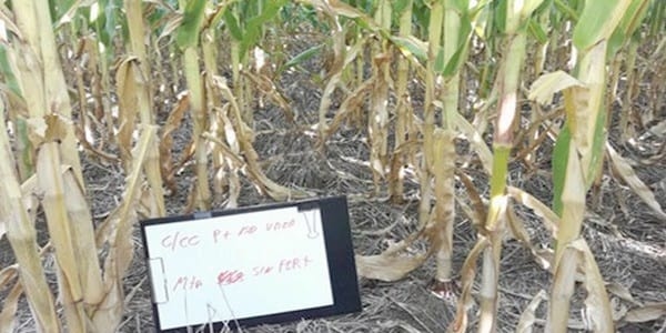 Los Cultivos de Cobertura como Alternativa en el Sistema de Producción Agrícola - Image 17
