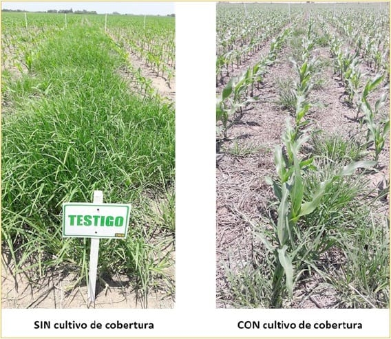 Los Cultivos de Cobertura como Alternativa en el Sistema de Producción Agrícola - Image 26