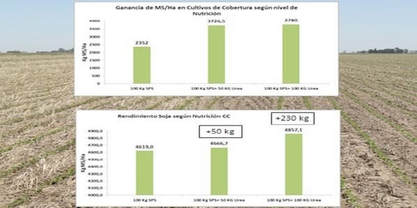 Los Cultivos de Cobertura como Alternativa en el Sistema de Producción Agrícola - Image 4