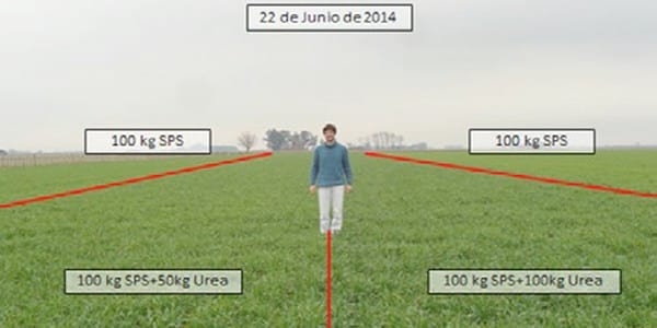 Los Cultivos de Cobertura como Alternativa en el Sistema de Producción Agrícola - Image 3