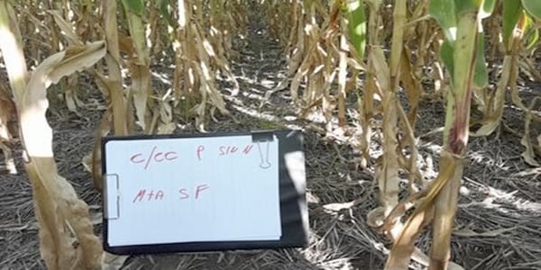 Los Cultivos de Cobertura como Alternativa en el Sistema de Producción Agrícola - Image 15