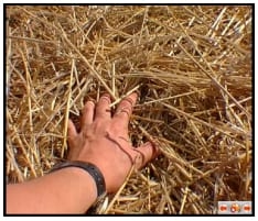 Agricultura de Conservación, una alternativa para conservar los suelos y reducir la quema de los residuos de cosecha - Image 10