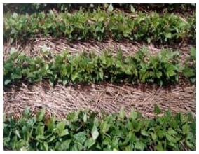 Agricultura de Conservación, una alternativa para conservar los suelos y reducir la quema de los residuos de cosecha - Image 8