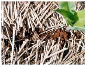 Agricultura de Conservación, una alternativa para conservar los suelos y reducir la quema de los residuos de cosecha - Image 6