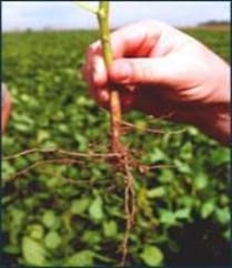 Agricultura de Conservación, una alternativa para conservar los suelos y reducir la quema de los residuos de cosecha - Image 9