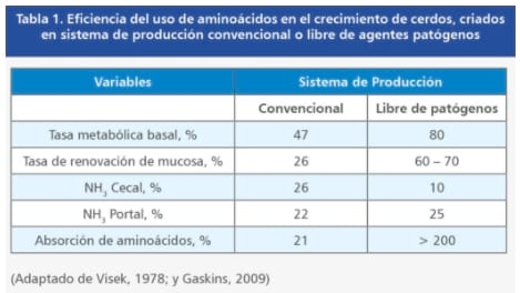 Limitaciones para la eficiencia en el uso de aminoácidos para el crecimiento y Sistema Inmune Porcino (I) - Image 2