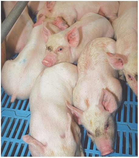 Limitaciones para la eficiencia en el uso de aminoácidos para el crecimiento y Sistema Inmune Porcino (II) - Image 5