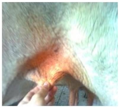 Determinacion de la dosis de los hongos entomopatógenos (beauveria bassiana y lecanicillium lecanii) para el control de garrapata, en ganado vacuno in vitro e in vivo - Image 12