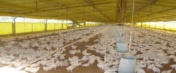 Principios afines con el microambiente y sus participaciones en las camas húmedas - Image 2