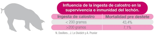 El arte de alimentar desde el inicio - Image 2
