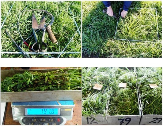 Evolución interanual del contenido de materia seca en evaluaciones forrajeras por cortes de pasturas cultivadas del Uruguay - Image 4