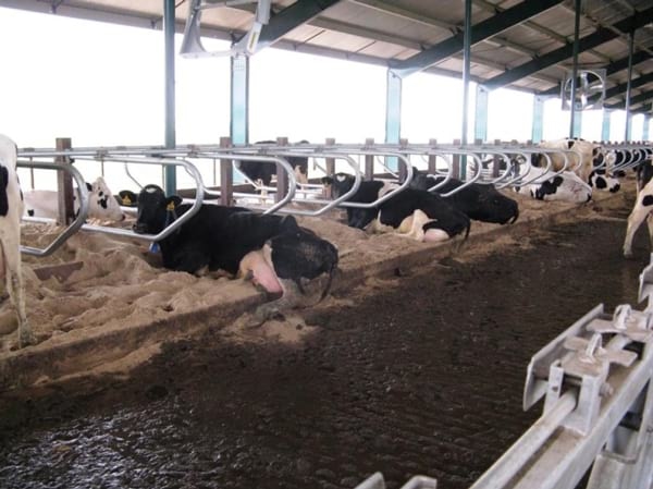 Alternativas en Manejo de Purines y Efluentes en Tambos - Image 23