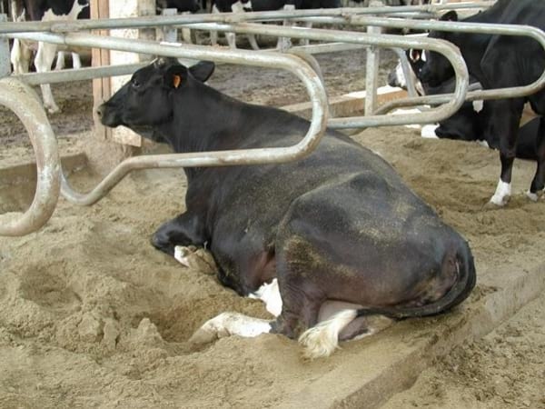 Alternativas en Manejo de Purines y Efluentes en Tambos - Image 42