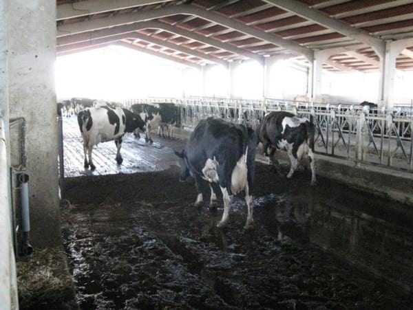 Alternativas en Manejo de Purines y Efluentes en Tambos - Image 29