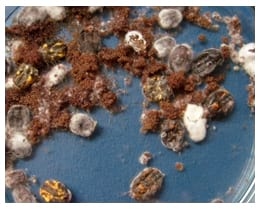 Control de la garrapata Rhipicephalus (Boophilus) microplus con el hongo Metarhizium anisopliae. - Image 1