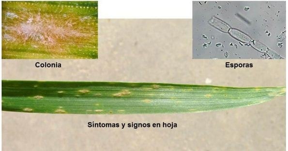 Panorama sanitario del cultivo de trigo en el norte de la provincia de Buenos Aires - Image 5