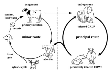 ¿Es la Neosporosis un problema a considerar en el Búfalo de agua (Bubalus Bubalis)? - Image 2