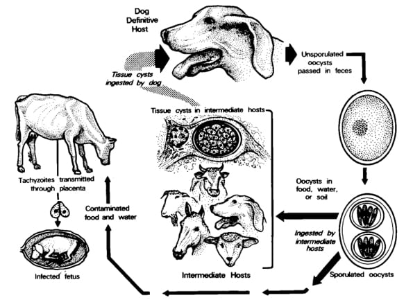 ¿Es la Neosporosis un problema a considerar en el Búfalo de agua (Bubalus Bubalis)? - Image 1