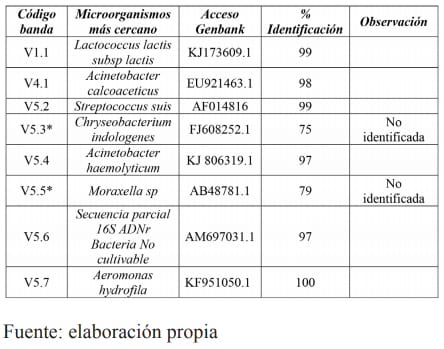 Identificación bacteriana empleando Pcr-Dgge en leche de vacas con mastitis de un rebaño mestizo gyr-holstein del municipio Obispo Ramos de Lora, Mérida, Venezuela - Image 4