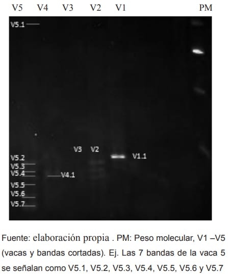 Identificación bacteriana empleando Pcr-Dgge en leche de vacas con mastitis de un rebaño mestizo gyr-holstein del municipio Obispo Ramos de Lora, Mérida, Venezuela - Image 2