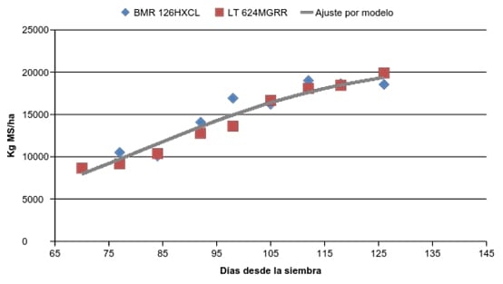 Comparación del maíz granífero en relación al híbrido BMR para ensilaje - Image 3
