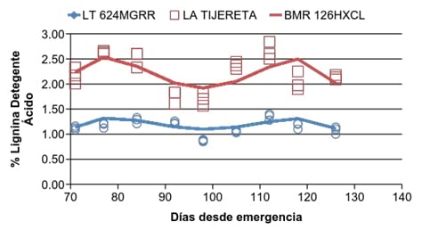 Comparación del maíz granífero en relación al híbrido BMR para ensilaje - Image 10