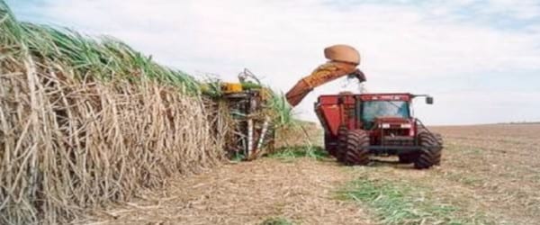 Labranza del cultivo de la caña de azucar - Image 10