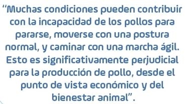 Trastornos del esqueleto que contribuyen a la claudicación en pollos de engorde - Image 1