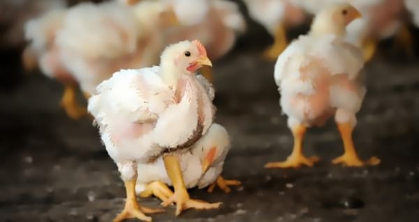 Trastornos del esqueleto que contribuyen a la claudicación en pollos de engorde - Image 2