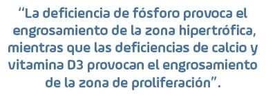 Trastornos del esqueleto que contribuyen a la claudicación en pollos de engorde - Image 6