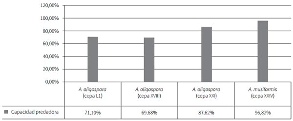 Capacidad predadora in vitro de hongos nematófagos nativos de Cundinamarca sobre nematodos gastrointestinales de bovinos - Image 5